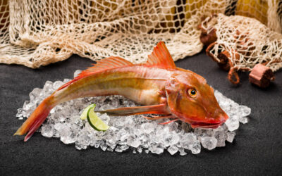 Suomen Bocuse d’Or -joukkue valmistautuu Marseilleen – kilpailun teemana punakurnusimppu, artisokka, kikherne ja merisiili