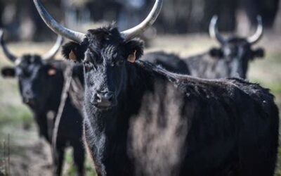 Bocuse d’Or -kilpailun toisena teemana Välimeren klassinen keittiö
